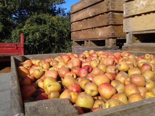 A tasting at the Menez Brug cider house