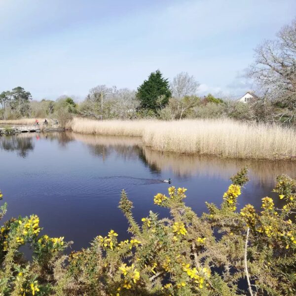 Les marais de Mousterlin